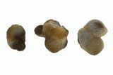 Lot: to Natural Chalcedony Nodules - Pieces #137988-3